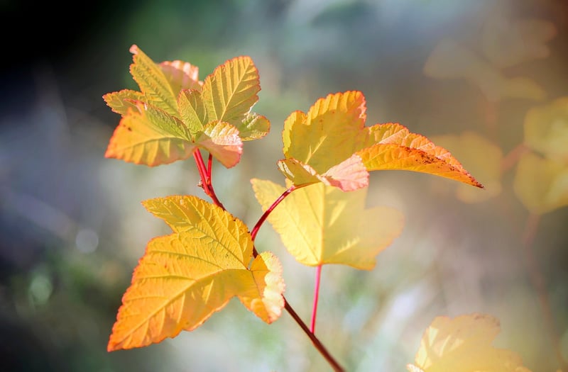 Eco-Friendly Gardening
